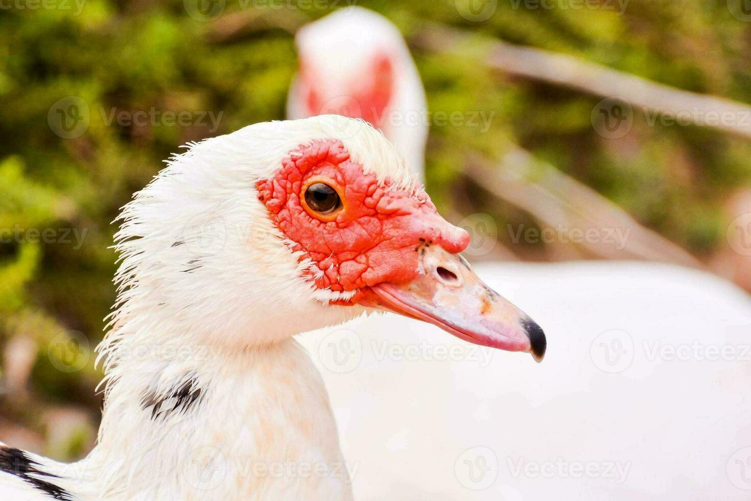 Duck portrait close-up photo