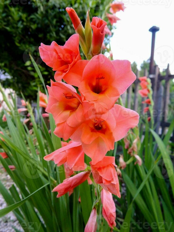 primer plano de flores de colores foto