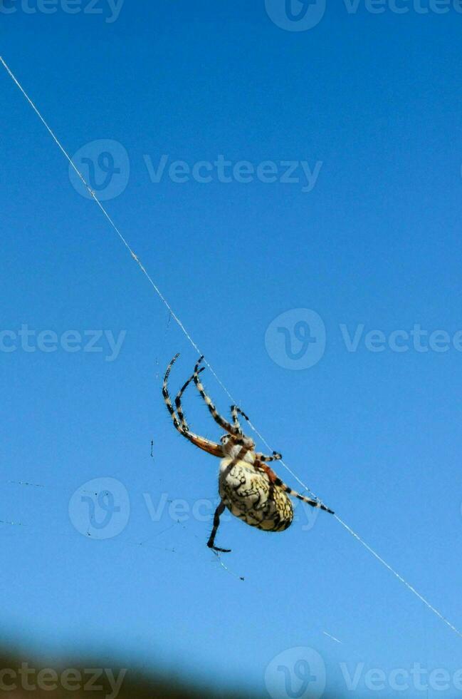Spider on the web photo