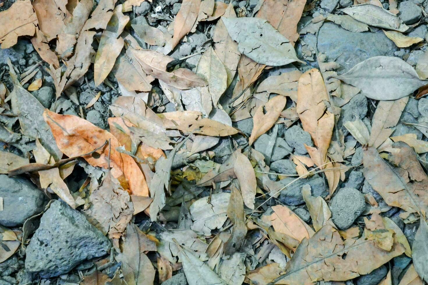 Dry leaves close-up photo