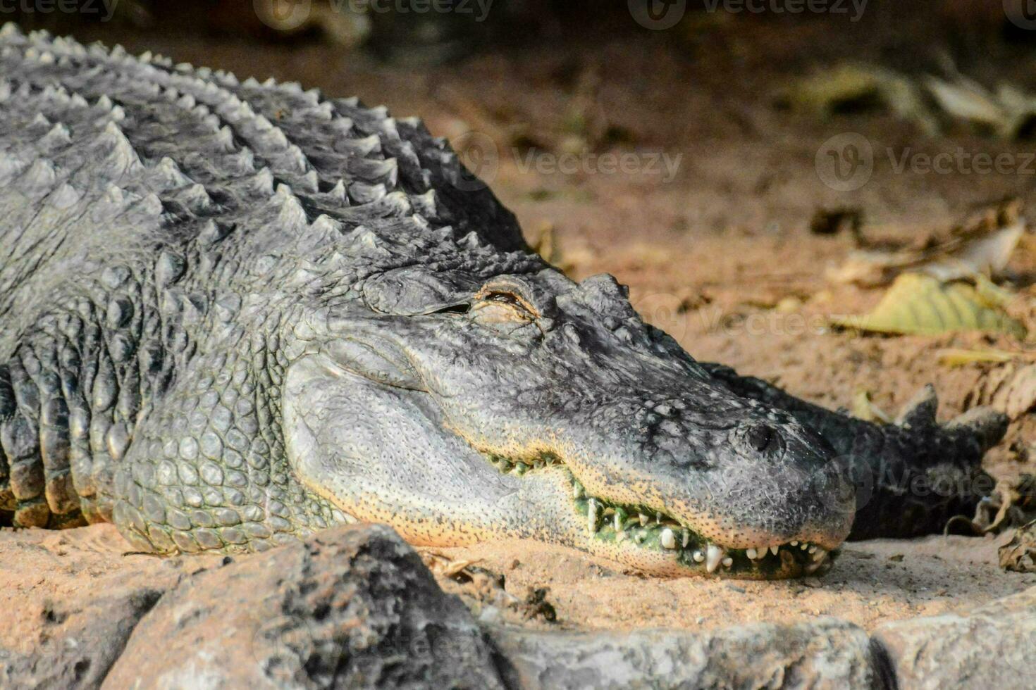 Alligator in the zoo photo