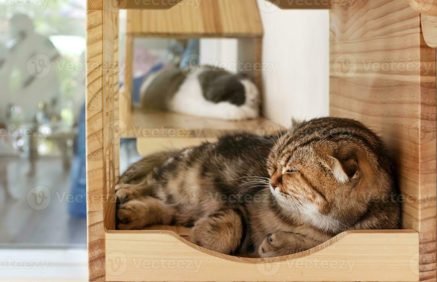 Portrait brown cat sleeping in cat home photo