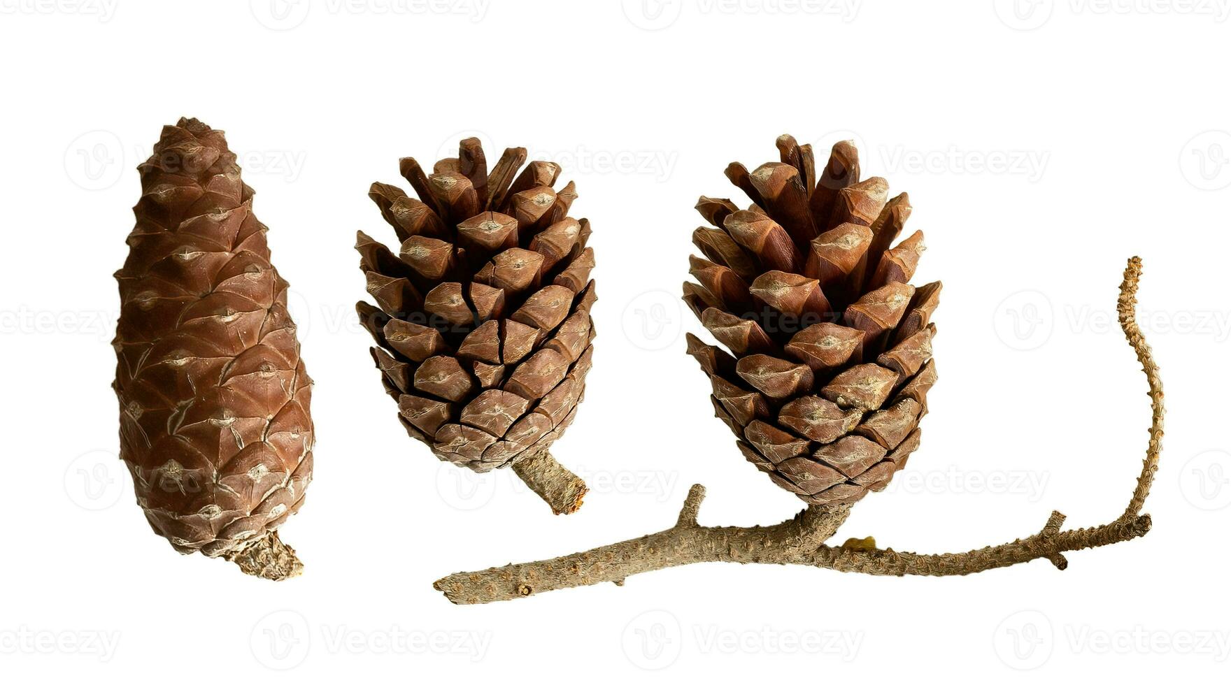 Natural dry flower-like tiny pine cones with branch isolated on white background photo