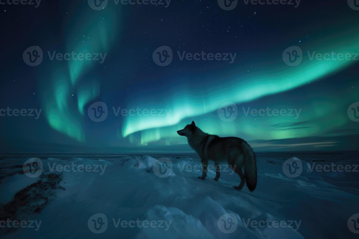 AI Generated Frozen tundra at night, featuring a dancing aurora borealis illuminating the sky and a wolf howling in the distance. photo