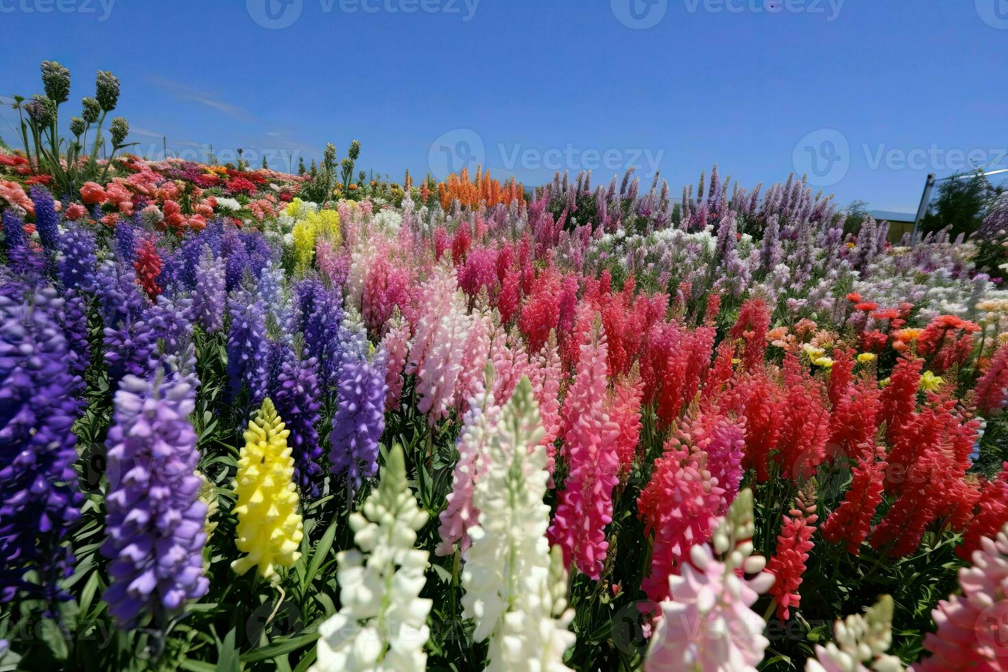 AI Generated The rainbow colored flowers bloomed in abundance, filling the air with their sweet fragrance. photo