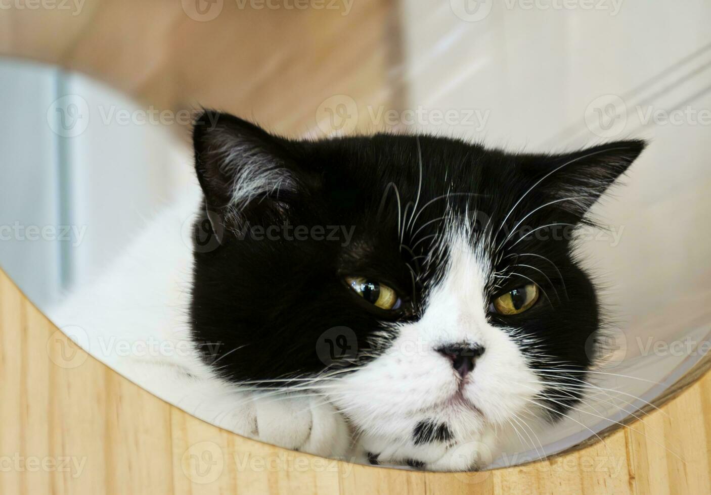 Portrait white black cat in cat home photo