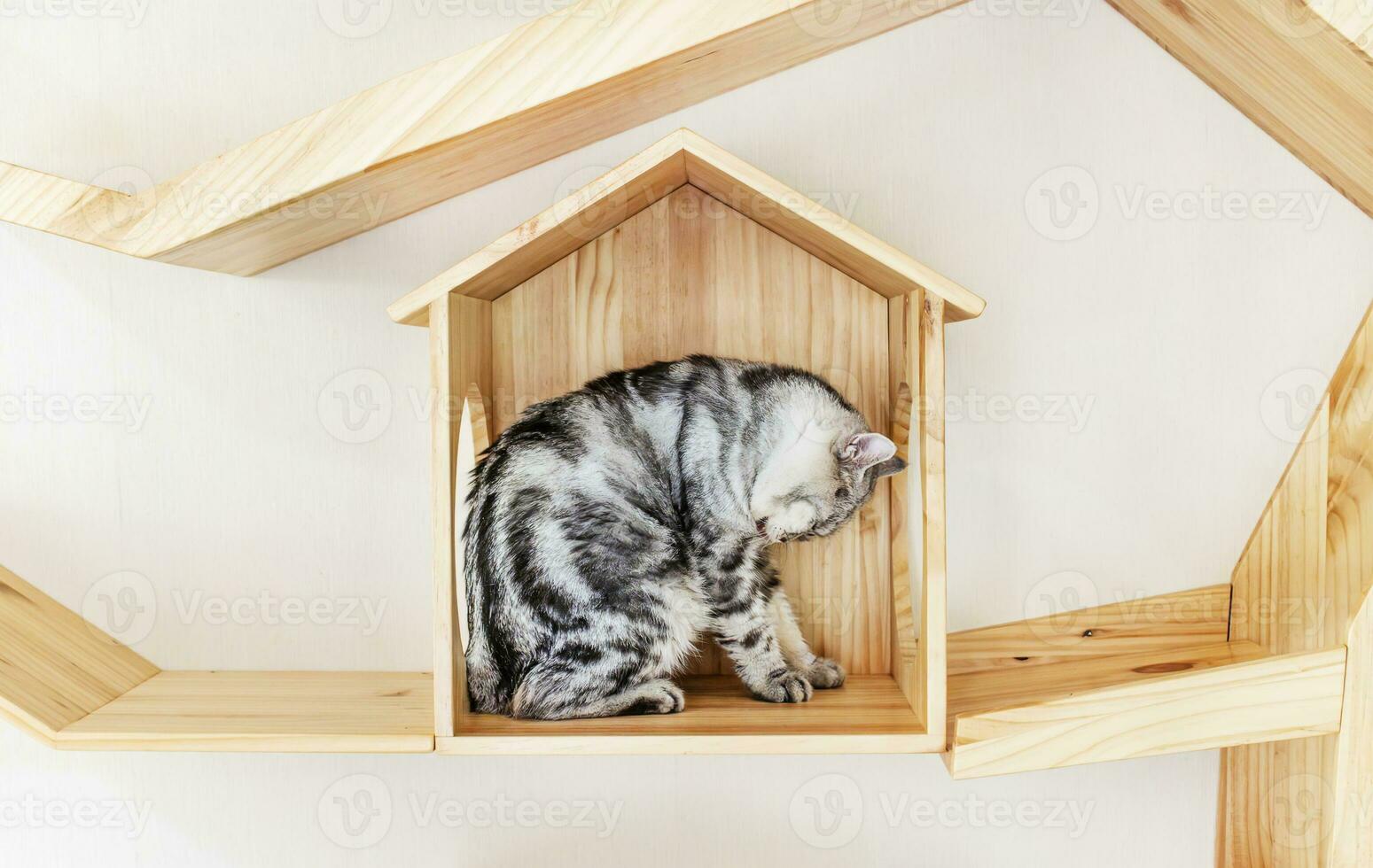 Gray cat in cat home photo