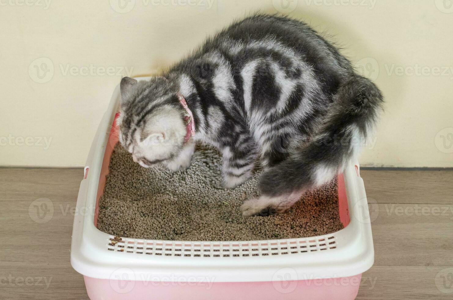 Puppy gray cat is pooping in the cat bathroom photo