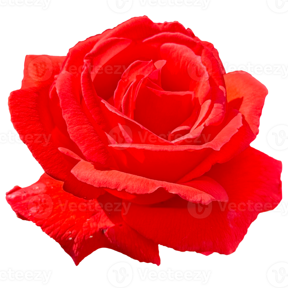 Rosa Veterans Honor Plant 25246670 PNG