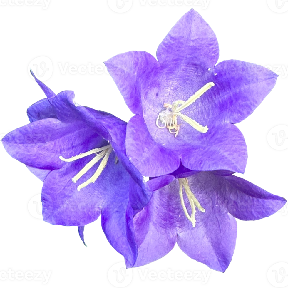 Peach leaved bellflower Plant png