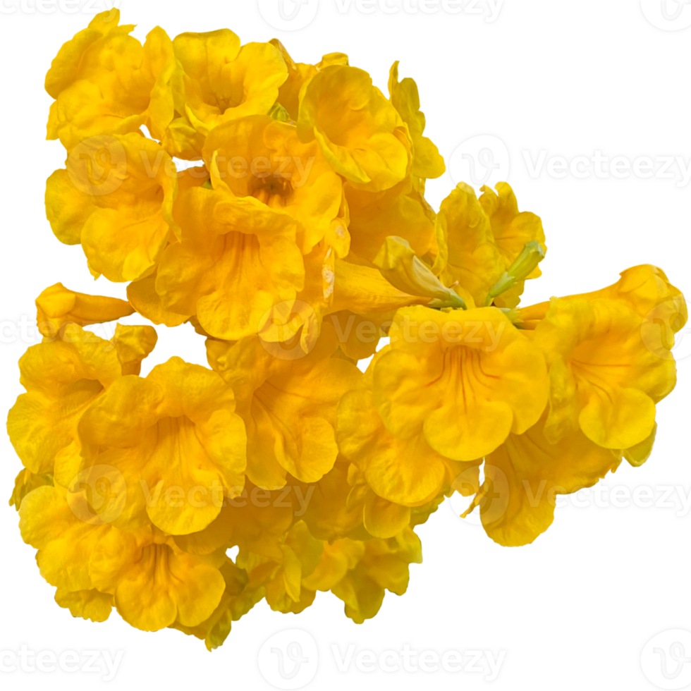 Yellow Elder Plant 25246679 PNG yellow-elder-plant-25246679-png
