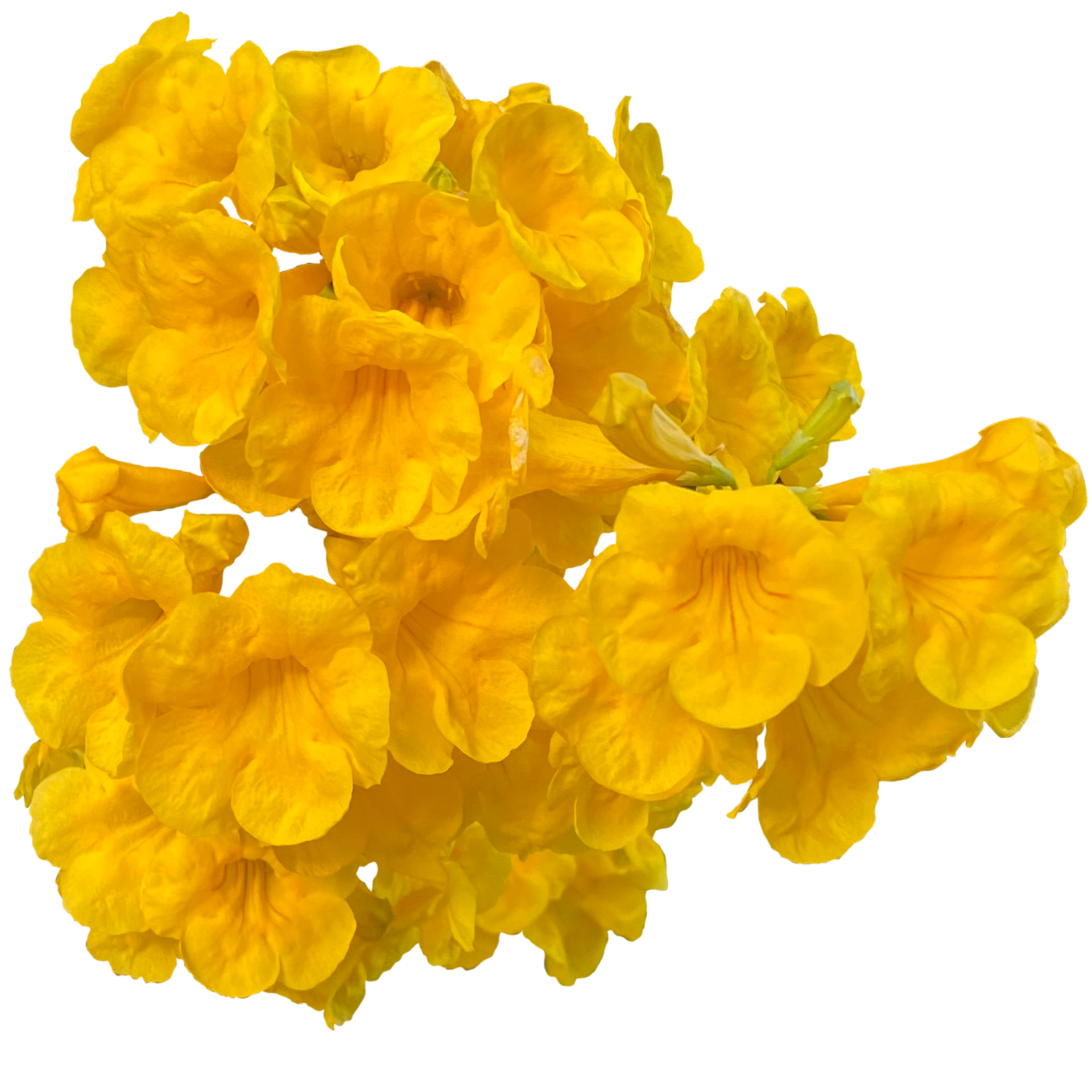 Yellow elder Plant 25246679 PNG