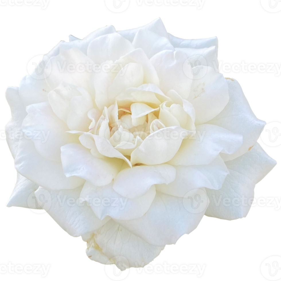 White Rose Kordana Plant png