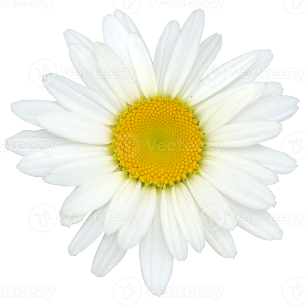 Common daisy Plant png