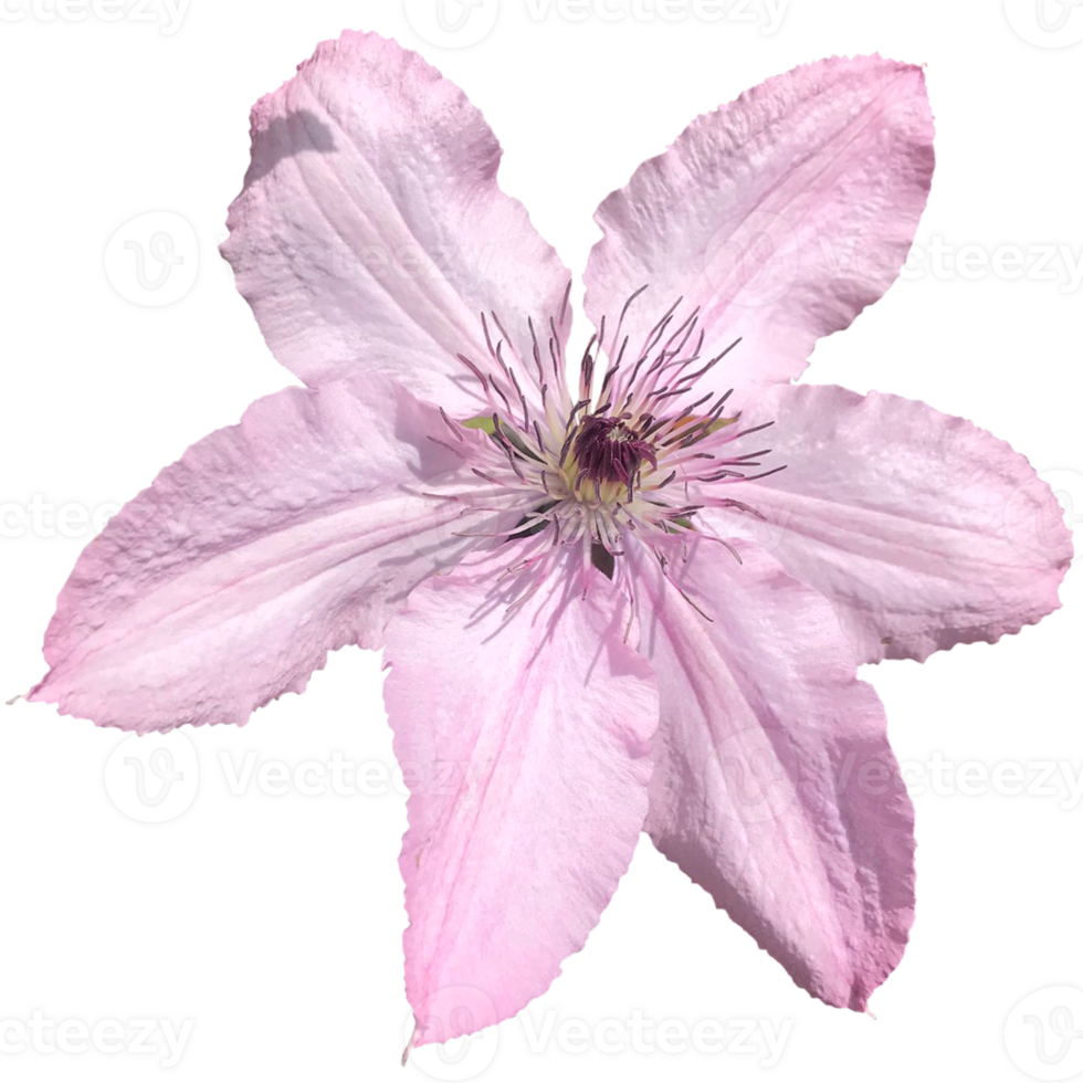 Large Clematis Flower with Green Leaves png