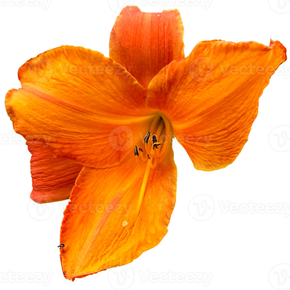 Orange day-lily Plant png