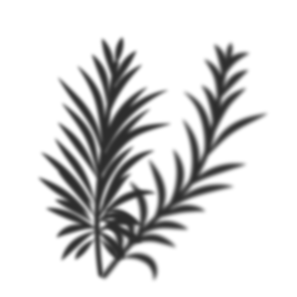 Palm leaves shadow png