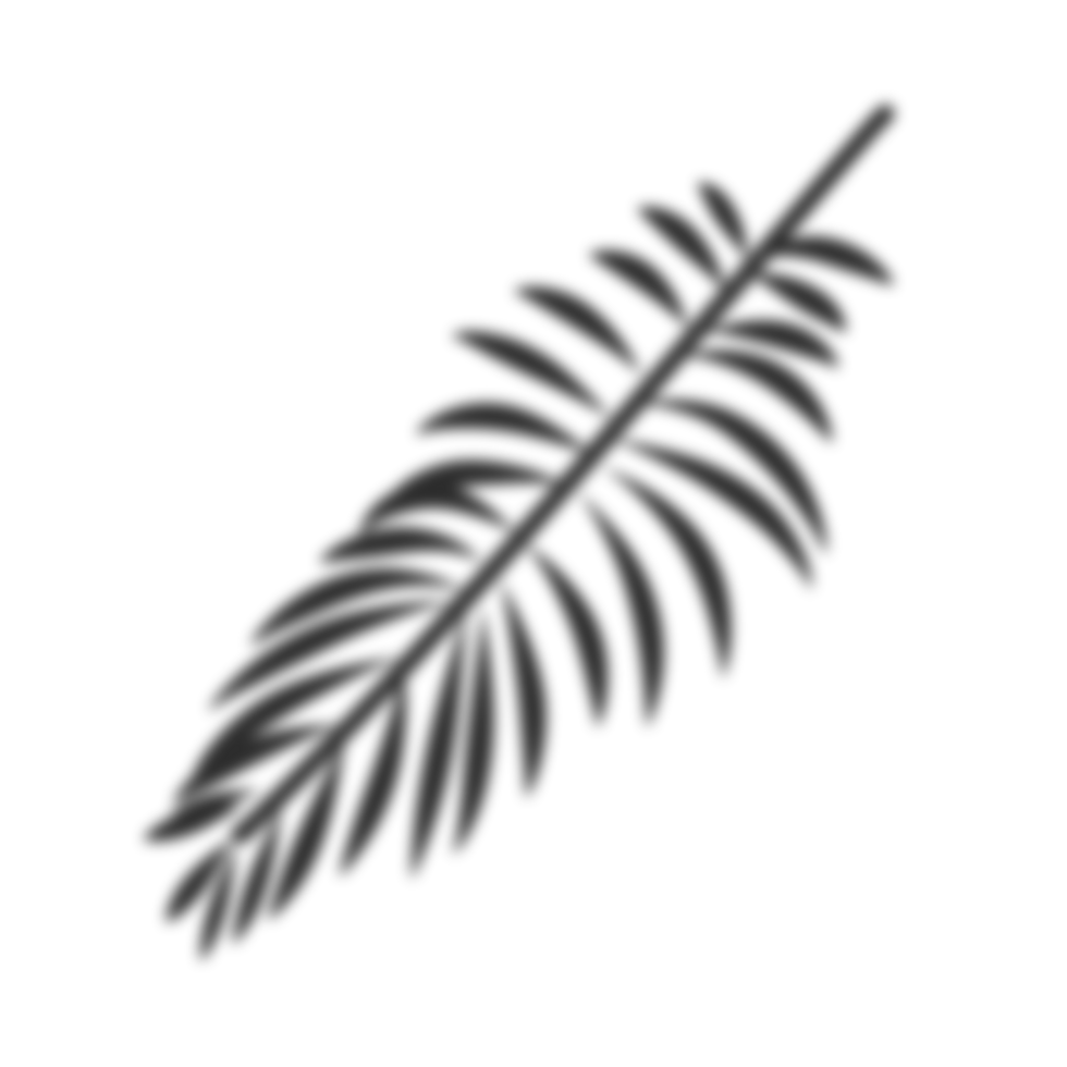 Palm leaves shadow png