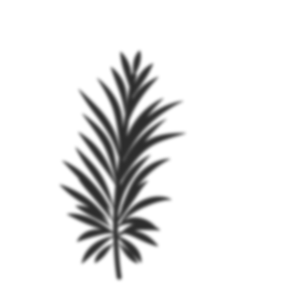 Palm leaves shadow png