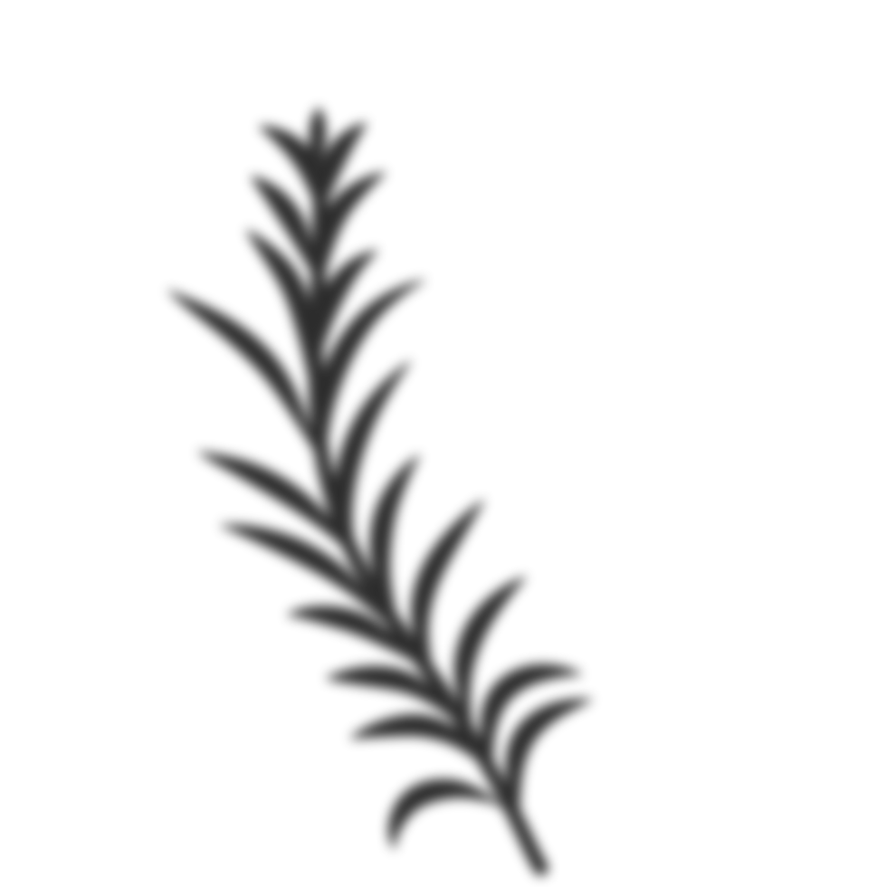 palm-leaves-shadow-25246788-png
