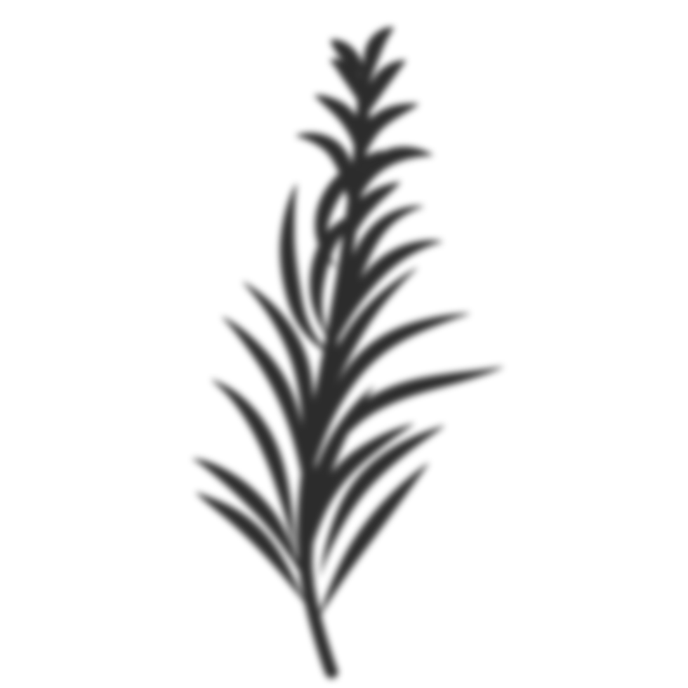 Palm leaves shadow png