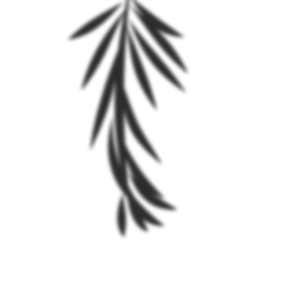 palm-leaves-shadow-25246822-png