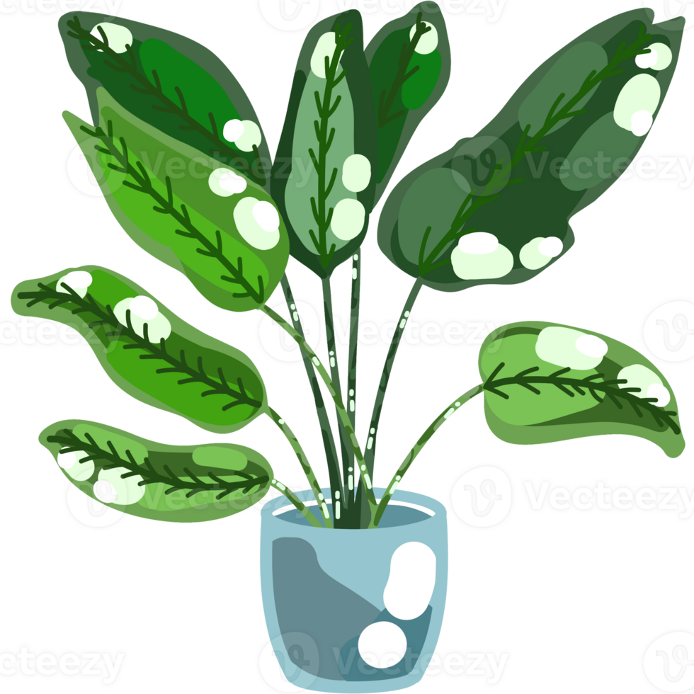 Foliage and Variegated Plants png