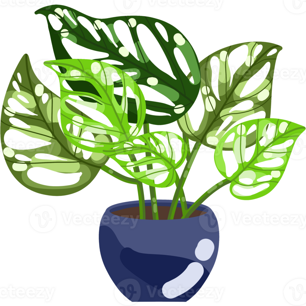 Foliage and Variegated Plants png