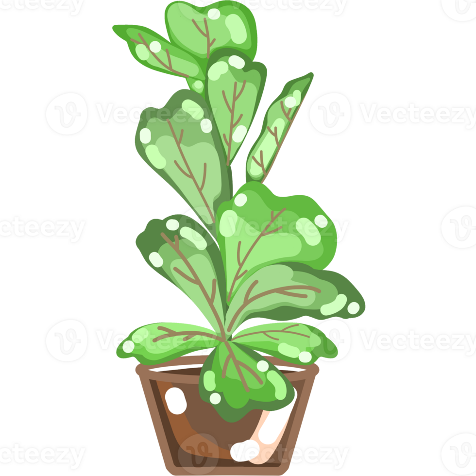 Foliage and Variegated Plants png