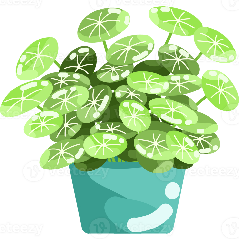 Foliage and Variegated Plants png
