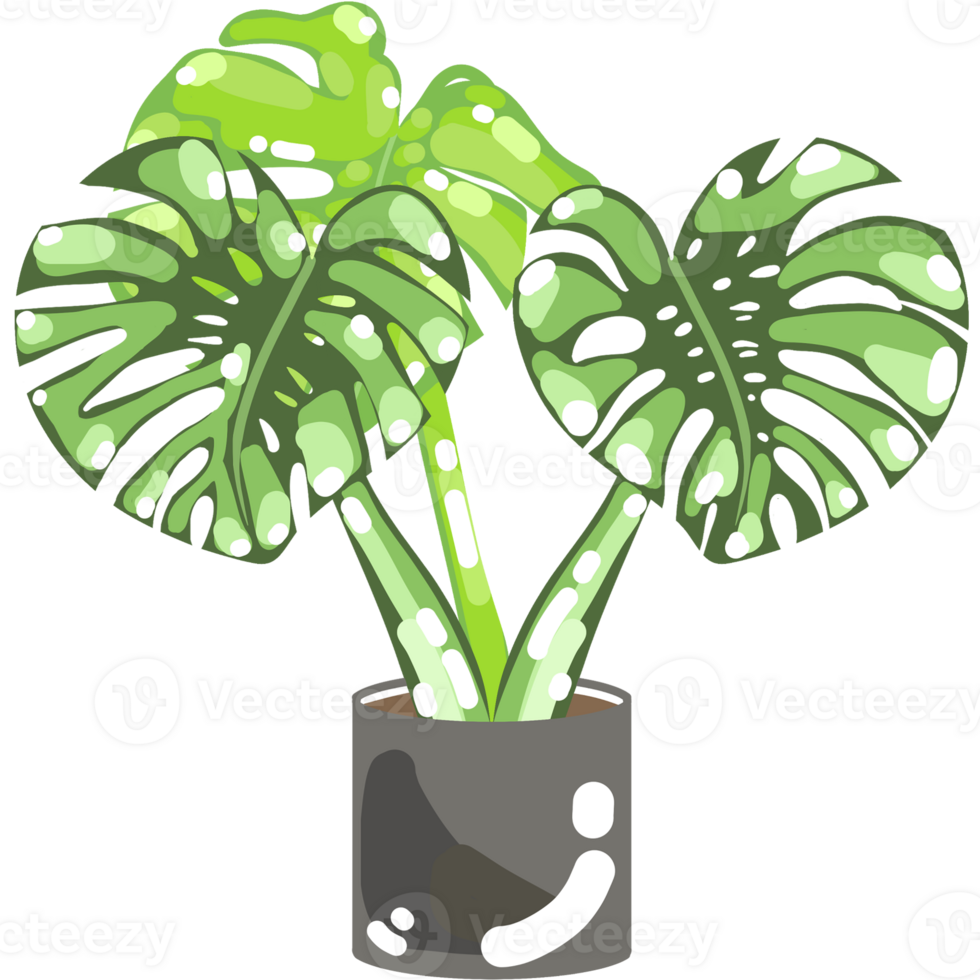 Foliage and Variegated Plants png