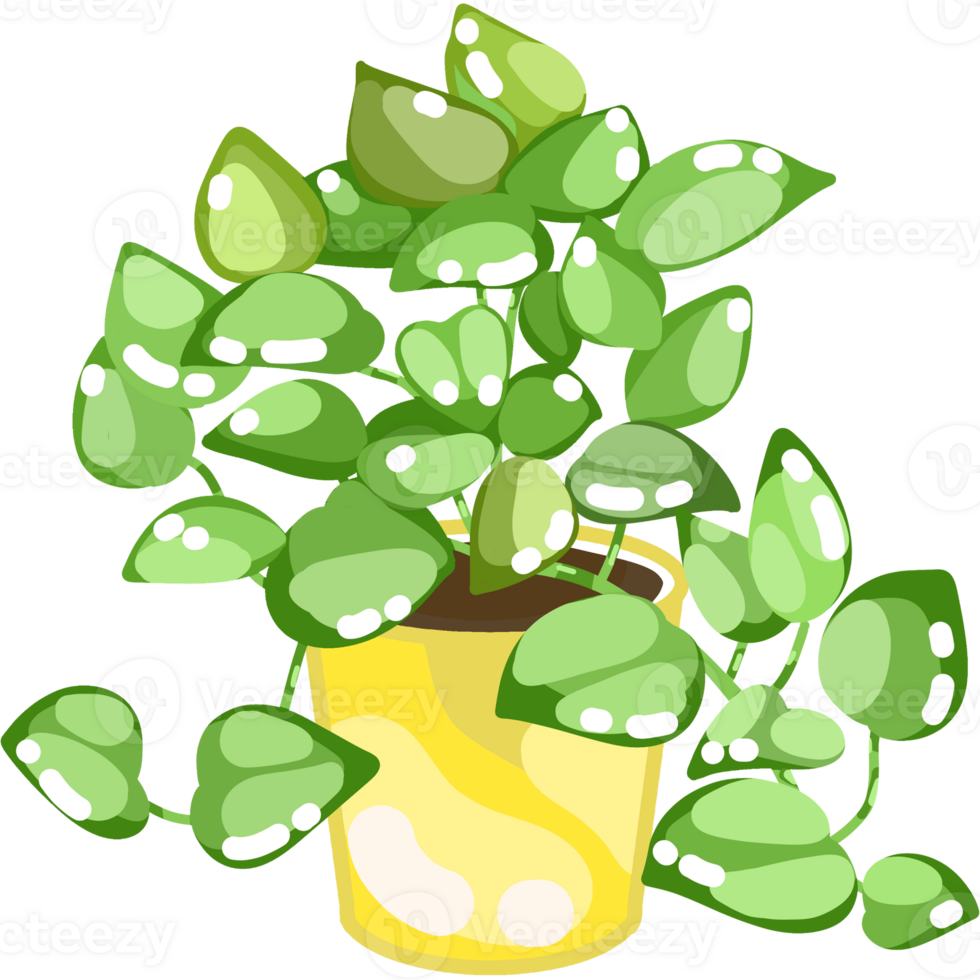 Foliage and Variegated Plants png