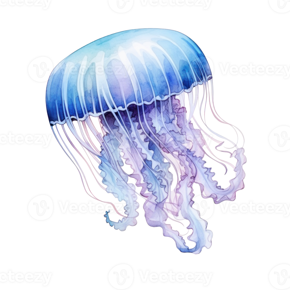 Watercolor Jelly Fish Isolated. Illustration png