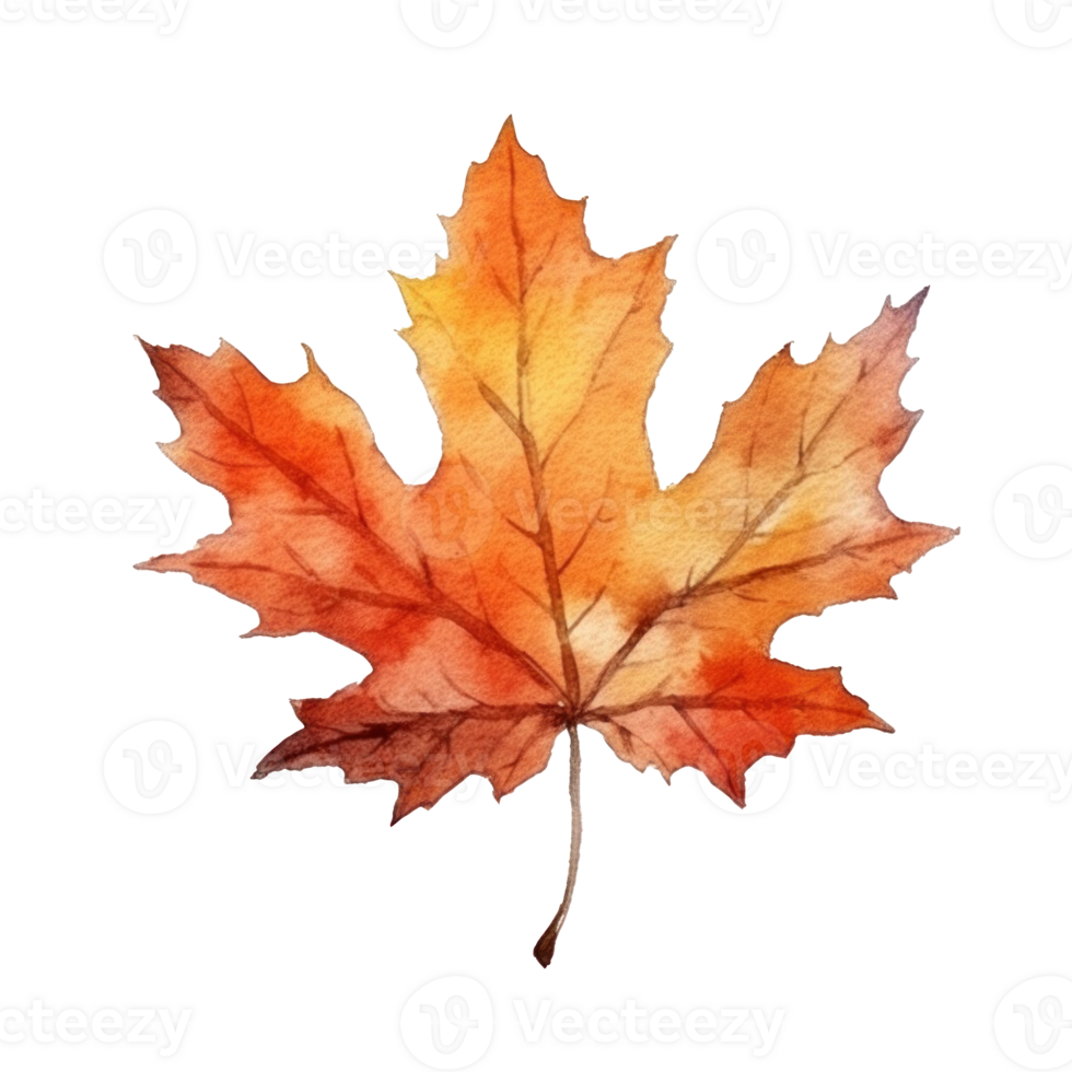 Watercolor Autumn Leaf. Illustration png
