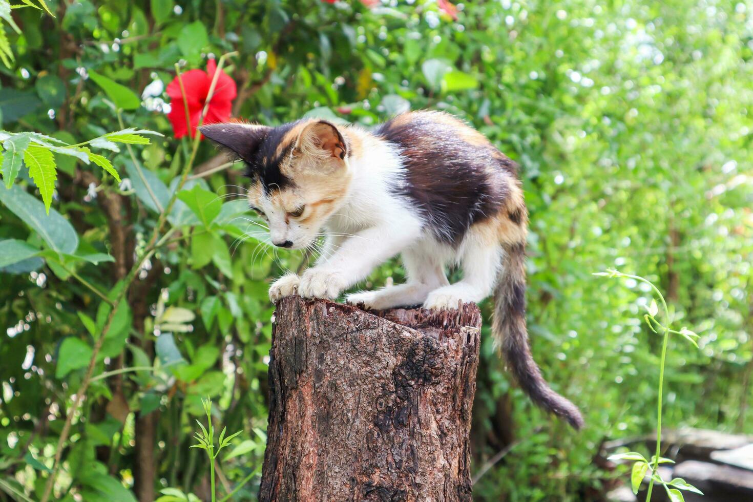 Cute kitten sitting on a tree stump in the garden, stock photo