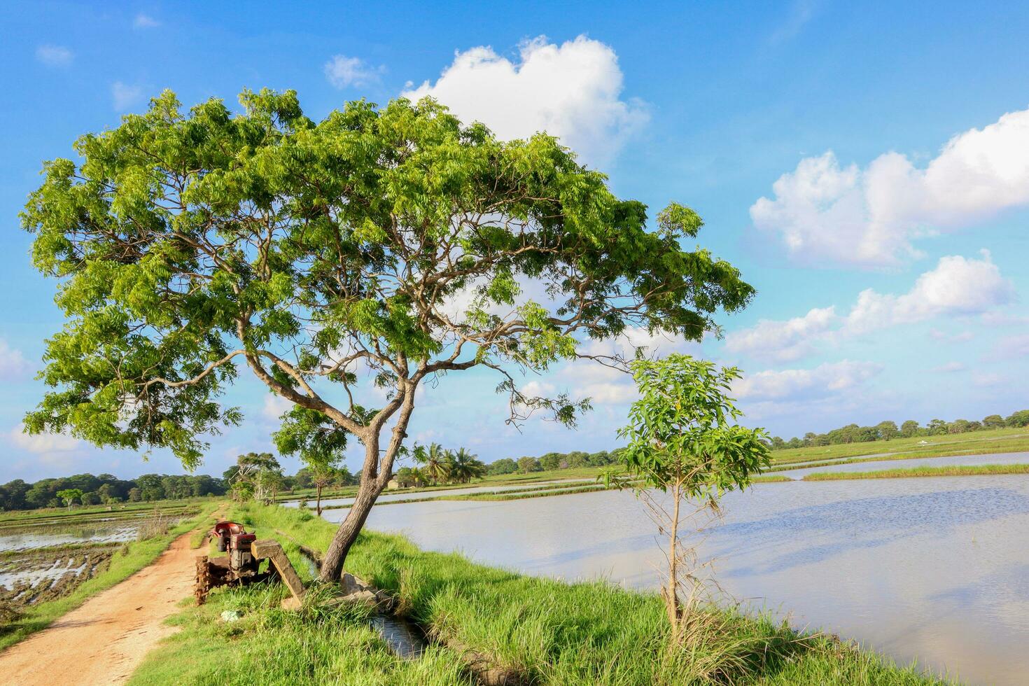 arroz campo y árbol con azul cielo en el campo de pueblo foto