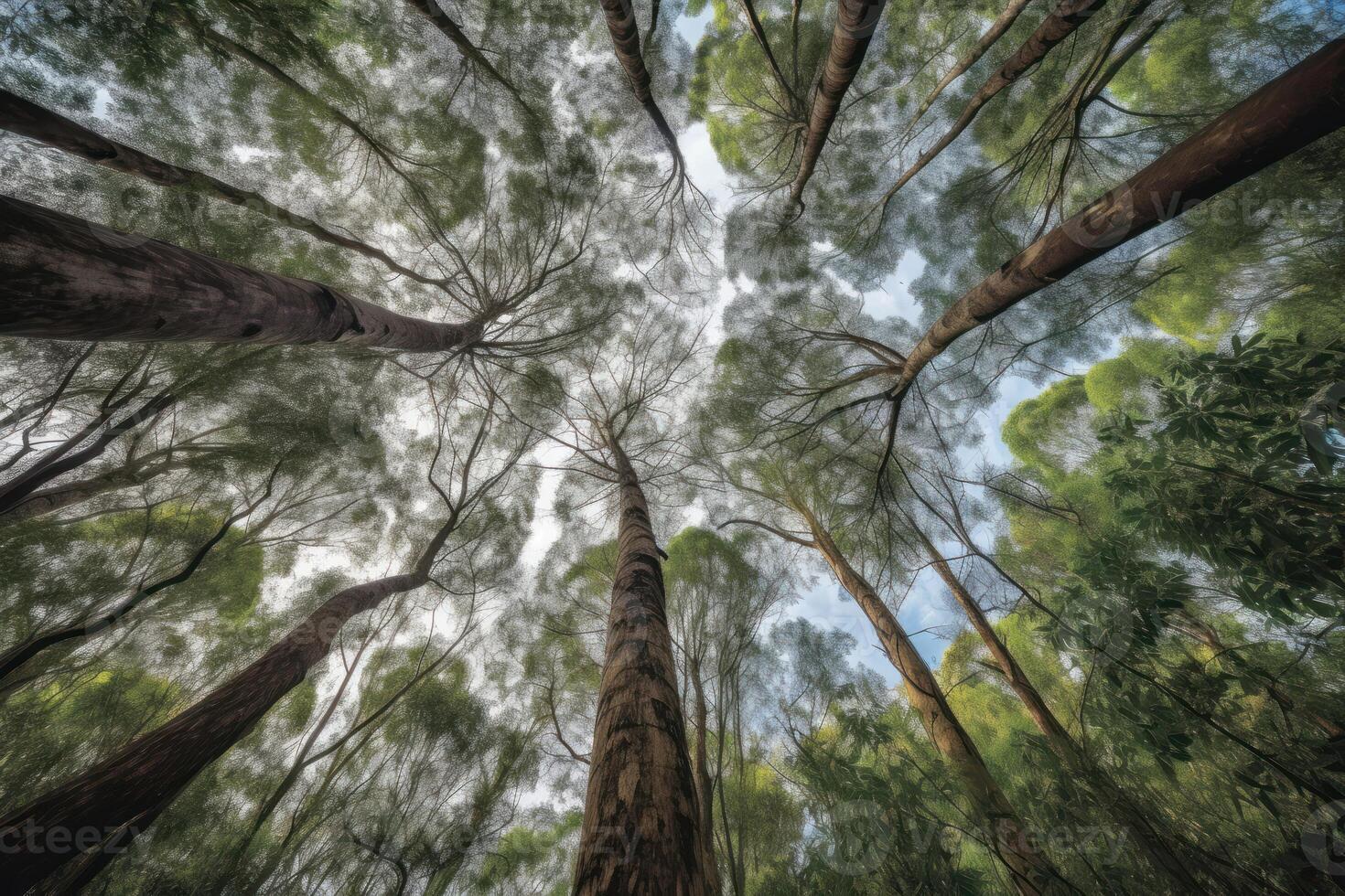 Towering trees stretch up to the sky, their branches reaching out like open arms. photo