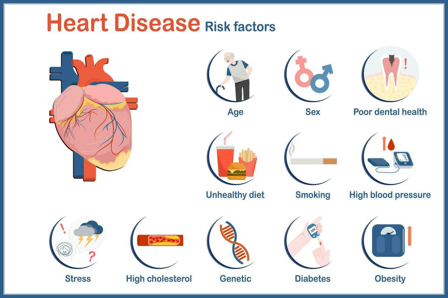 vector Illustration of risk factors with heart problems include age,sex,genetics,high blood pressure,obesity,diabetes,unhealthy diet,poor oral health,stress and high cholesterol.flat style.