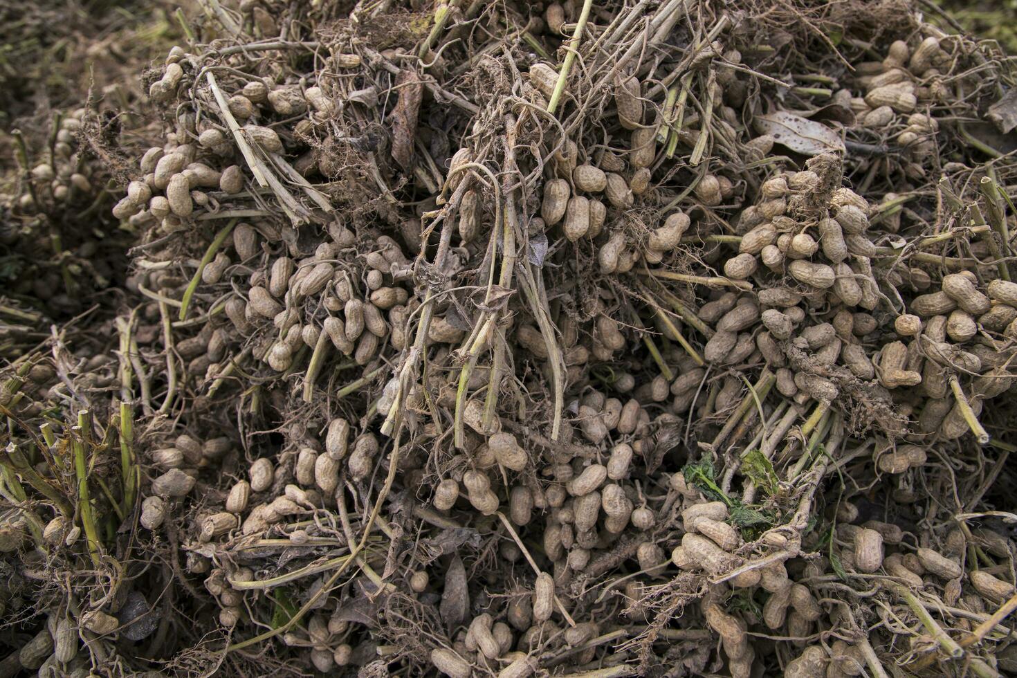Stacked harvest peanuts in the soil in the field photo