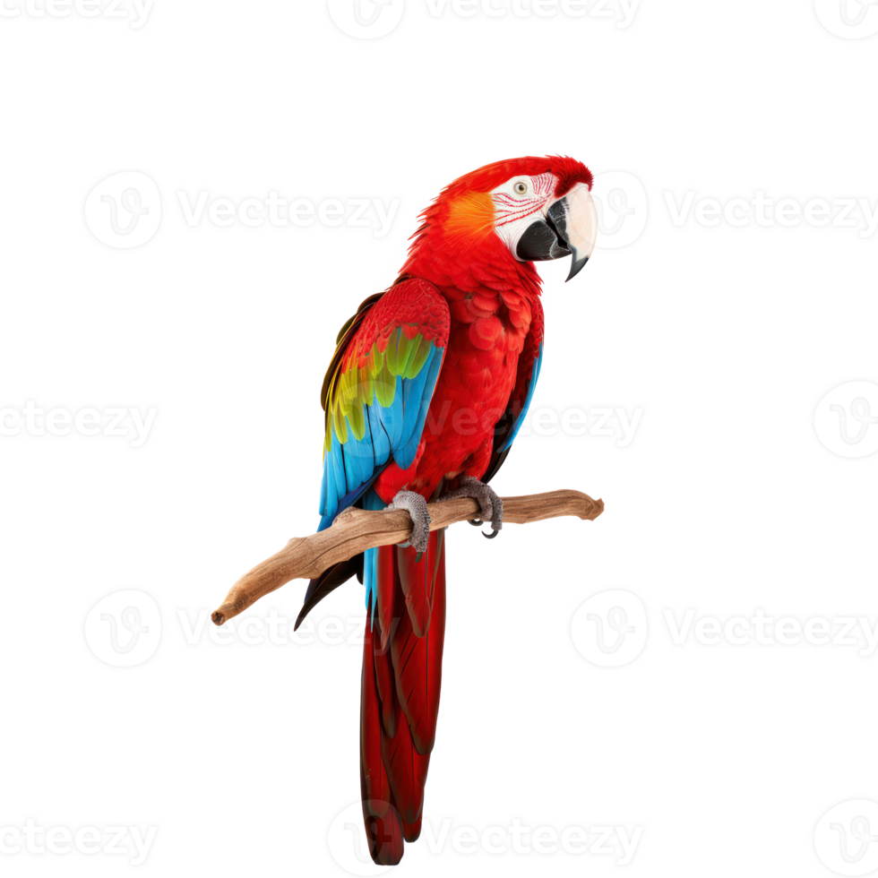 Red macaw isolated. Illustration png