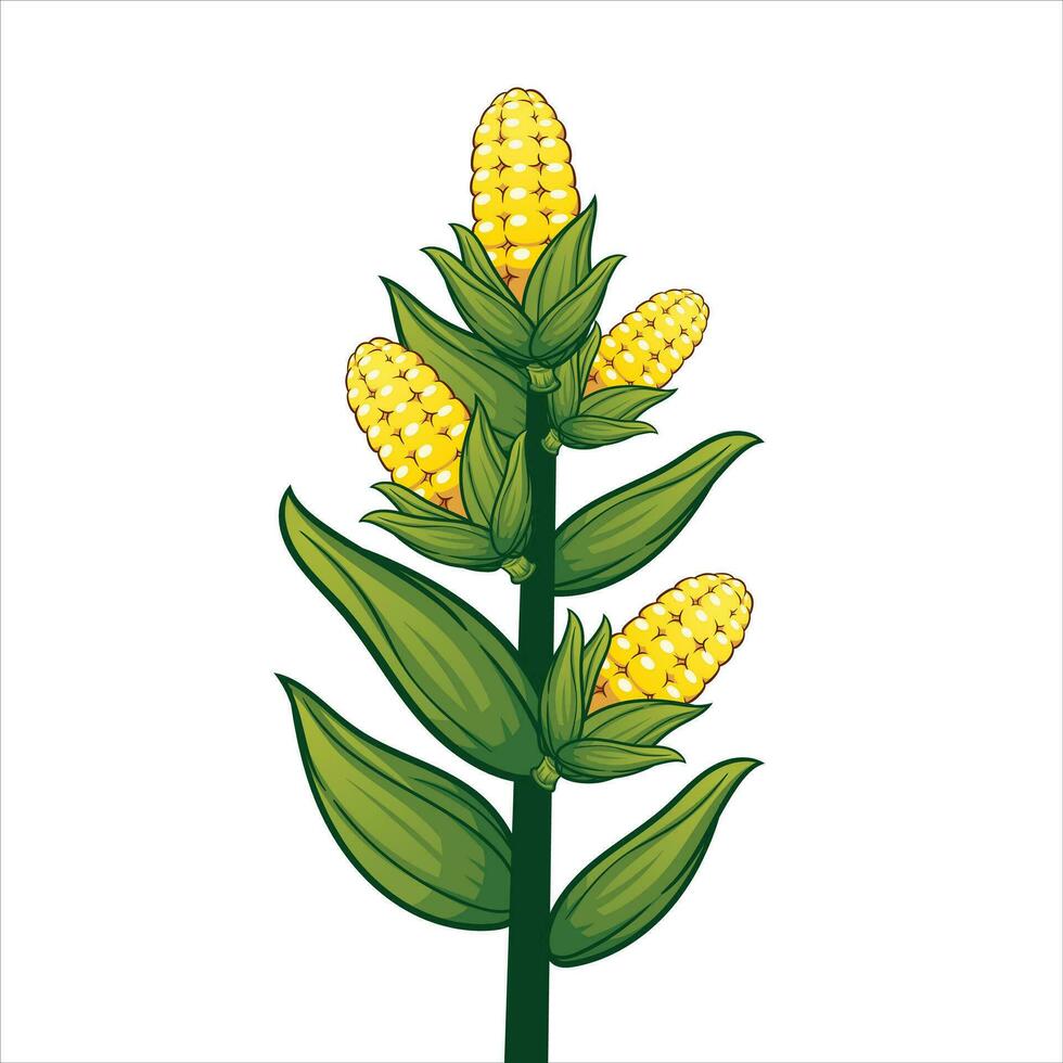 Corn plants bear fruit isolated on white background. Very high quality original trendy vector illustration of sweet golden corn. summer farm design elements