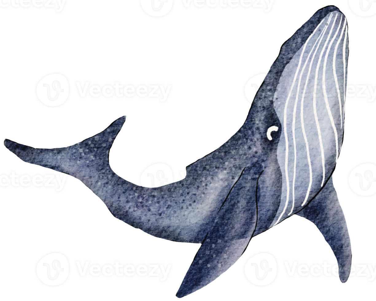 Big blue whale. Hand-drawn watercolor illustration png