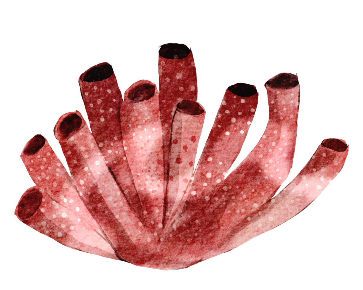 Hand painted watercolor of corals , under ocean life png