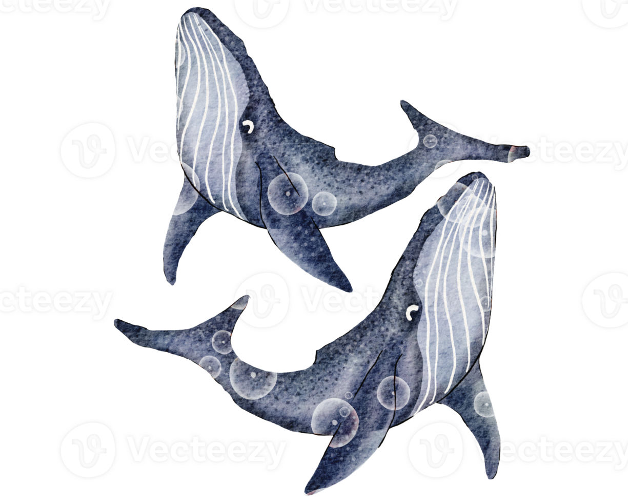 Big blue whale. Hand-drawn watercolor illustration png