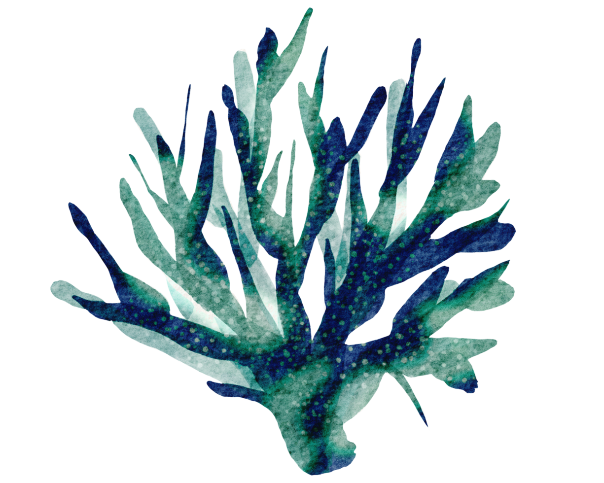 Hand gemalt Aquarell von Korallen , unter Ozean Leben png