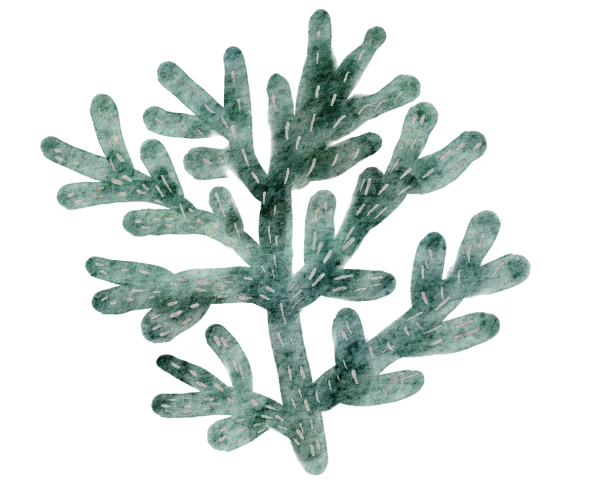 Hand painted watercolor of corals , under ocean life png