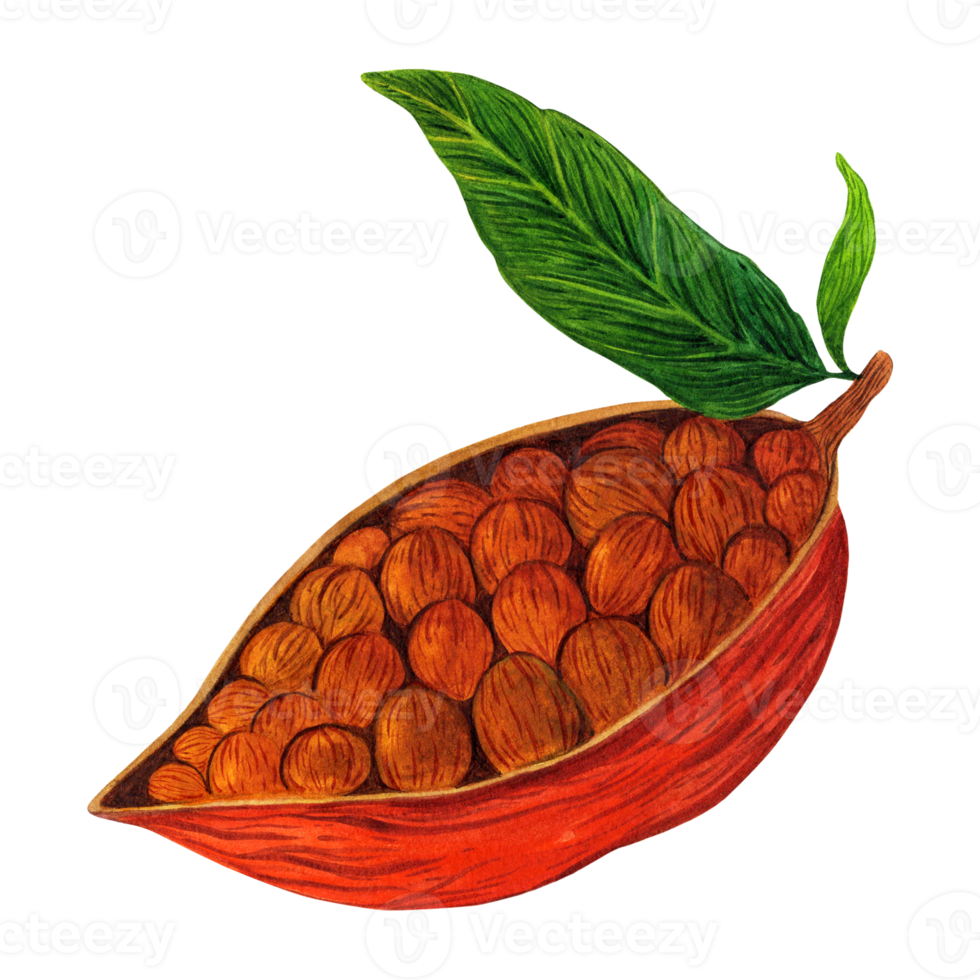 Ripe cocoa on a branch with leaves. Watercolor illustration. Half nut with beans. Fresh brown fruit, exotic tropical plant. Isolated clipart. For cosmetics, posters, print, packaging, web png