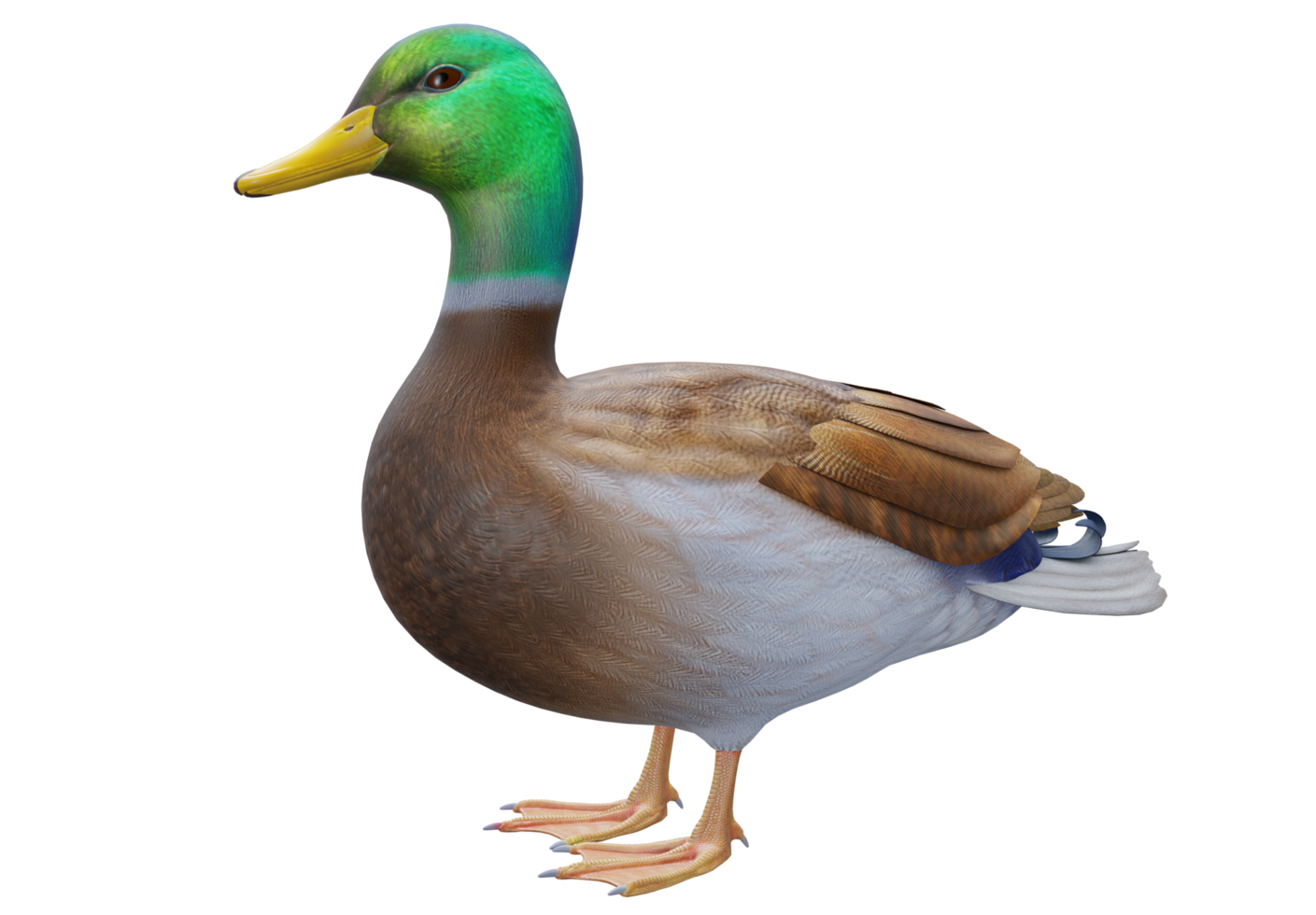 Duck green high quality 3d render png