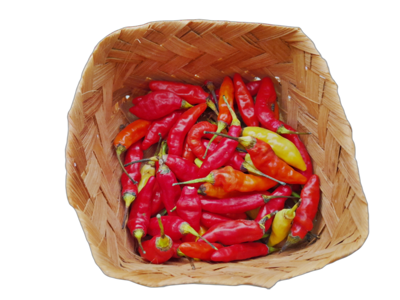 rojo caliente chile pimienta de cerca, transparente antecedentes. rojo chiles en el cocina para Cocinando png