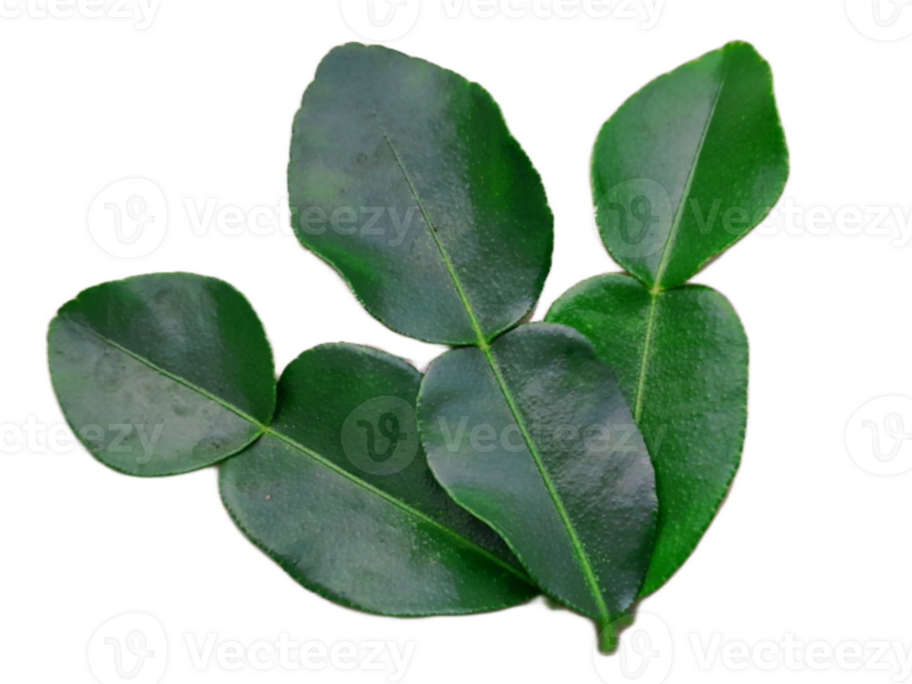 Fresh green kaffir lime leaves or Bergamot On transparent background png
